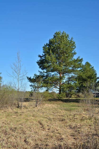 Spring in the national Park Ryazan Meschera