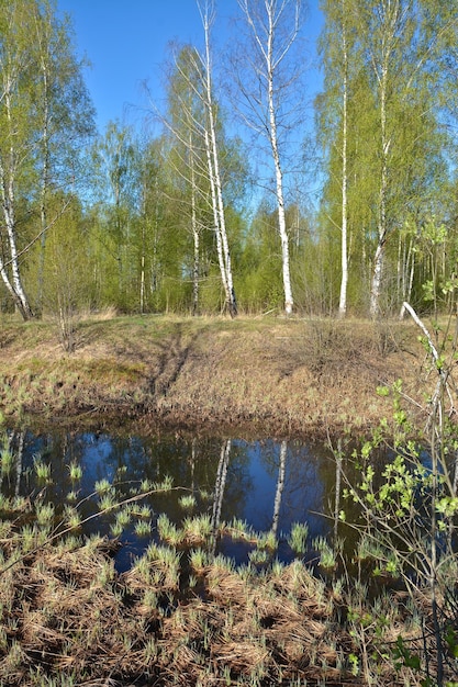 Spring in the national Park