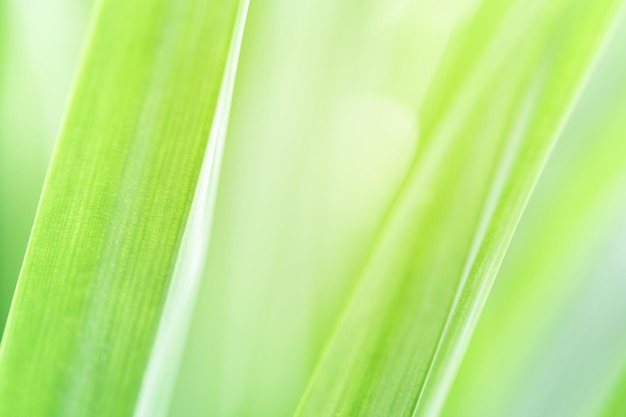 Spring natural green leaf background blurred greenery background using as spring and nature background selects focus