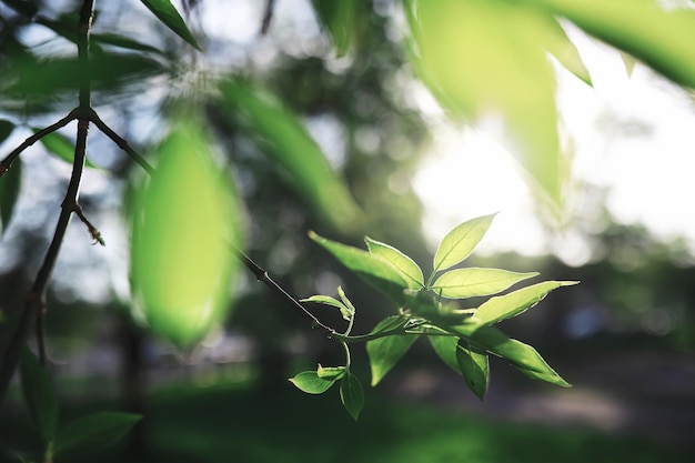 Spring nature background Forest landscape Green trees and grass on a spring morning