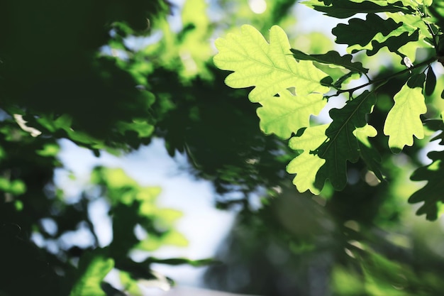 Spring nature background Forest landscape Green trees and grass on a spring morning