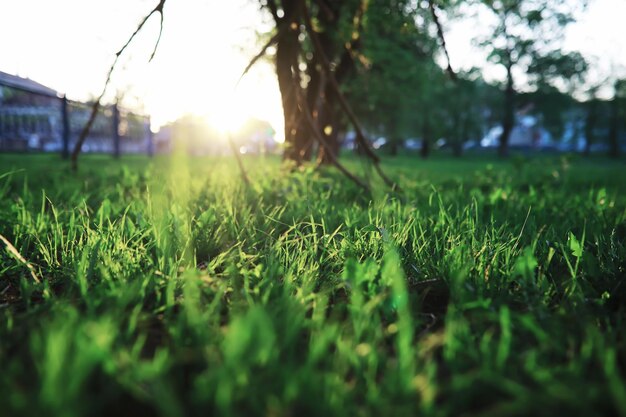 Spring nature background Greenery trees and grasses on a sunny spring morning Forest landscape