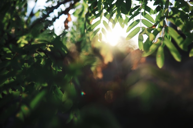 Spring nature background Greenery trees and grasses on a sunny spring morning Forest landscape