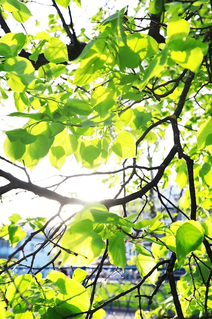 Spring nature background Greenery of trees and grasses on a sunny spring morning Forest landscape