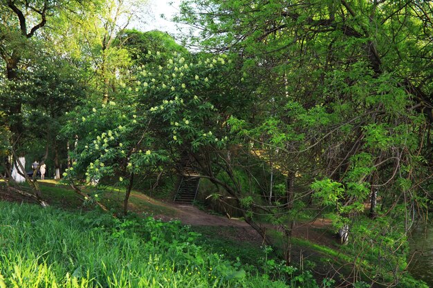 Spring nature background Greenery of trees and grasses on a sunny spring morning Forest landscape