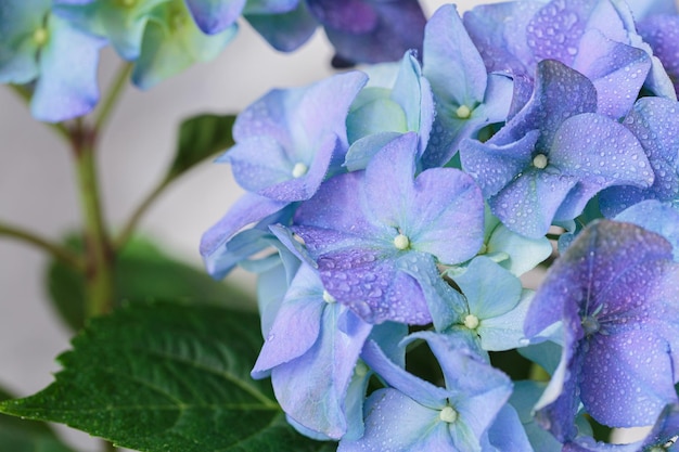 Spring Nature background with blooming hydrangea flowers