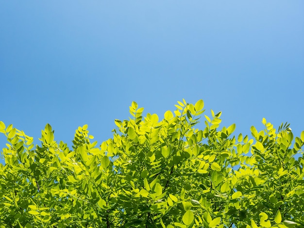 Spring nature background with green trees leaves on blue sky background