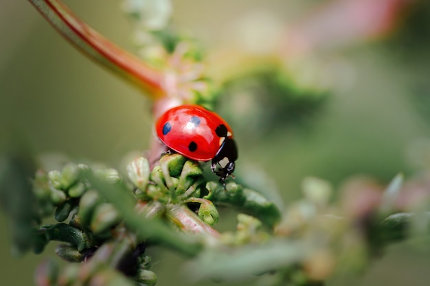 Spring Nature background