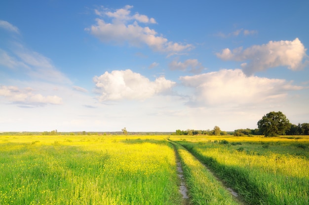 Spring nature landscape with rural road and yellow flowers field