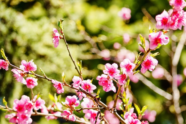 Spring nature, peach blossom, pink flowers on branches on a Sunny day, beautiful postcard.