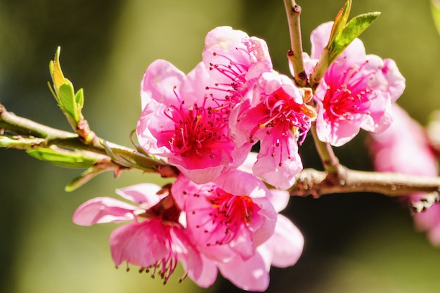 Spring nature, peach blossom, pink flowers on branches on a Sunny day, beautiful postcard.