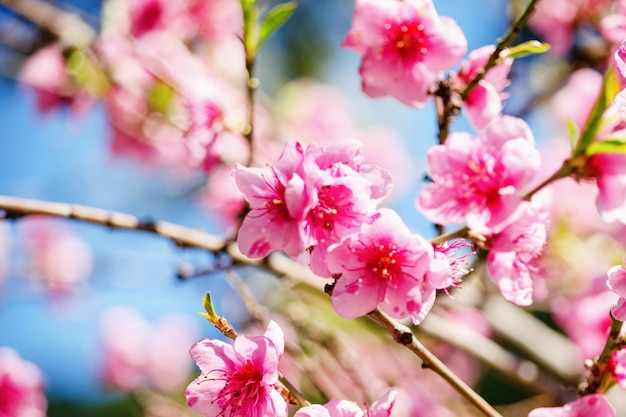 Spring nature, peach blossom, pink flowers on branches on a Sunny day, beautiful postcard.