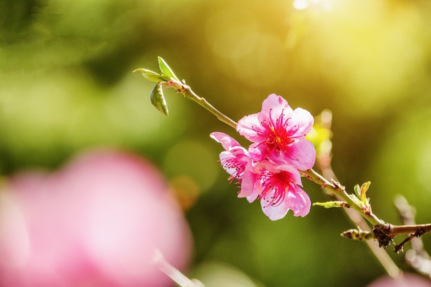 Spring nature, peach blossom, pink flowers on branches on a Sunny day, beautiful postcard.