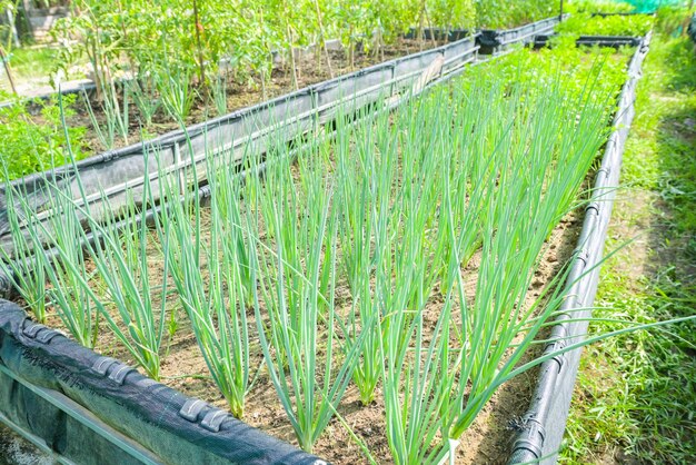 Spring onion vegetable farm soil vegetable garden organic spring onion vegetable gardening with fresh vegetable shallots planting in the greenhouse garden eco friendly gardening nature