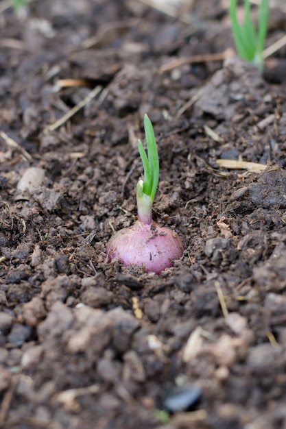 Spring onions growing in the soil 