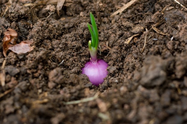 Spring onions growing in the soil 