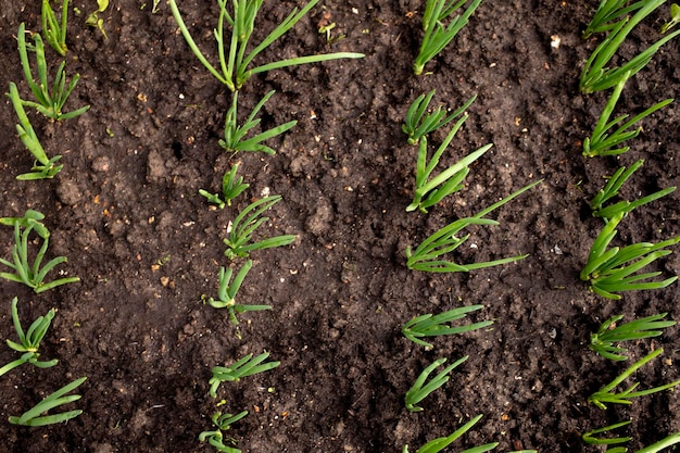 Spring onions grown in vegetable garden plot Top view photo blurred Selected focus