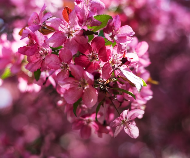 Spring pink blossom