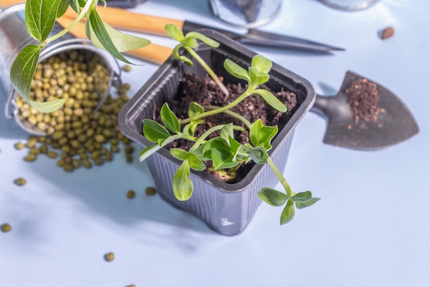 Spring planting and gardening concept. Tools, flowerpots, buckets, decor. Fresh sprouts of soybeans, mung bean, peanuts, lupine. Trendy hard light, dark shadow on blue background, copy space