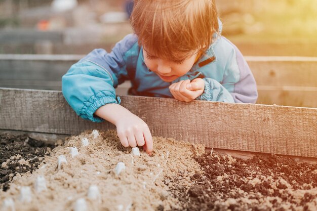 Spring planting seeding in farm garden little six year old kid boy farmer gardener plants and sow vegetable seeds in soil in bed gardening and beginning summer season in countryside village flare