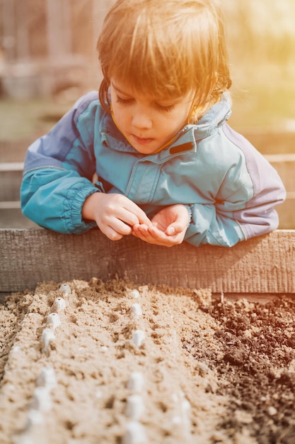 Spring planting seeding in farm garden little six year old kid boy farmer gardener plants and sow vegetable seeds in soil in bed gardening and beginning summer season in countryside village flare