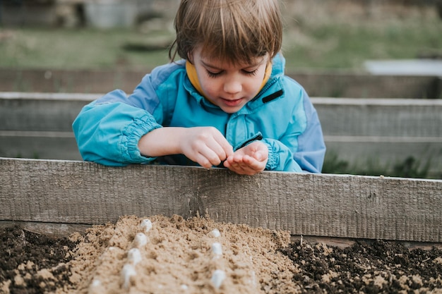 Spring planting seeding in farm garden little six year old kid boy farmer gardener plants and sow vegetable seeds in soil in bed gardening and beginning summer season in countryside village