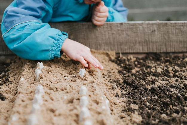 Spring planting seeding in farm garden little six year old kid boy farmer gardener plants and sow vegetable seeds in soil in bed gardening and beginning summer season in countryside village