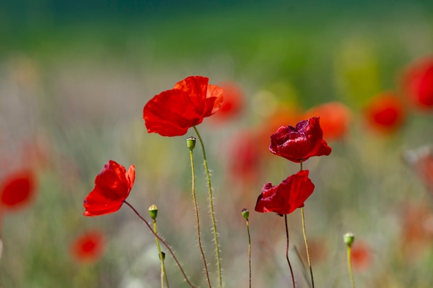 Spring poppies bloomed by the field