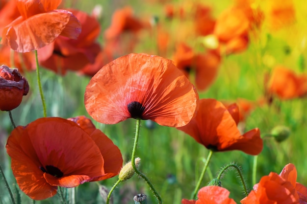 Spring Poppy flowers field. Poppy flowers bloom spring field. Meadow with a poppy flowers.