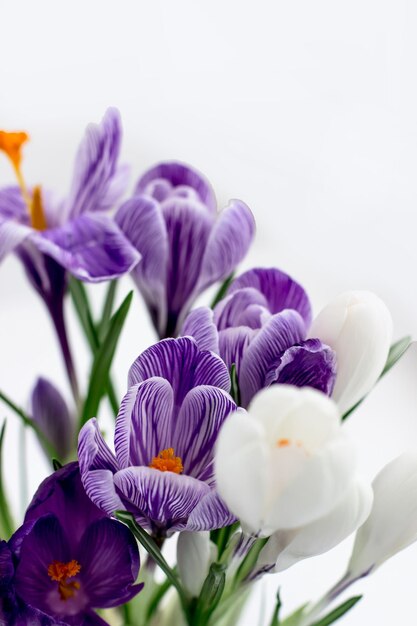 Spring postcard Crocuses are purple and white on a white background