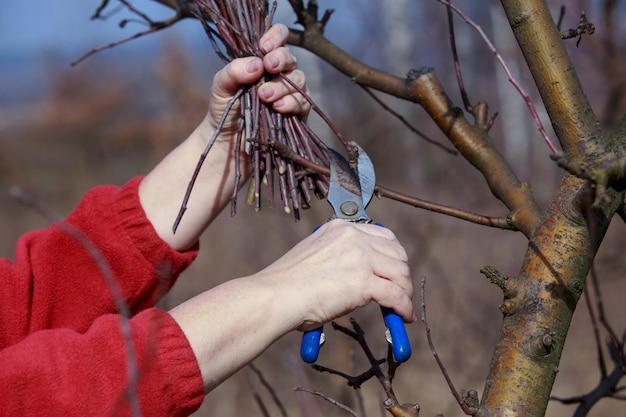 spring pruning fruit tree