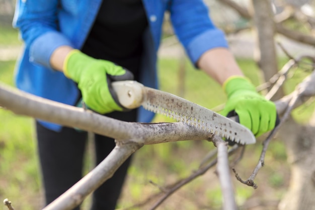 Spring pruning of trees and bushes in garden. Woman gardener in gloves with garden saw cuts branches, forms fruit tree, cleans dry branches. Hobby, gardening, farm concept