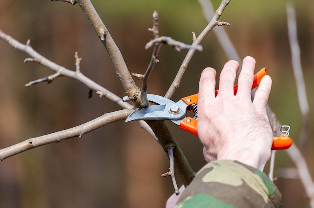 Spring pruning of trees.  The farmer looks after the orchard