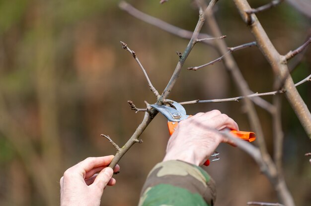 Photo spring pruning of trees.  the farmer looks after the orchard