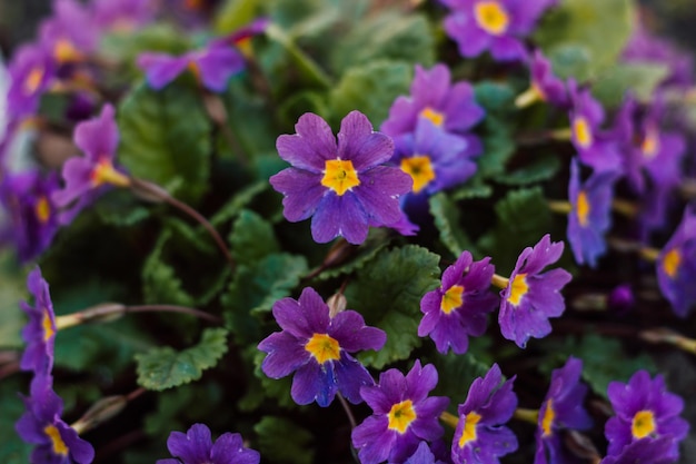 Spring purple flowers for background in sunny day