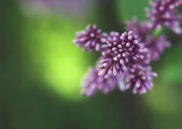 Spring purple lilac flowers closeup on blurred background with copy space