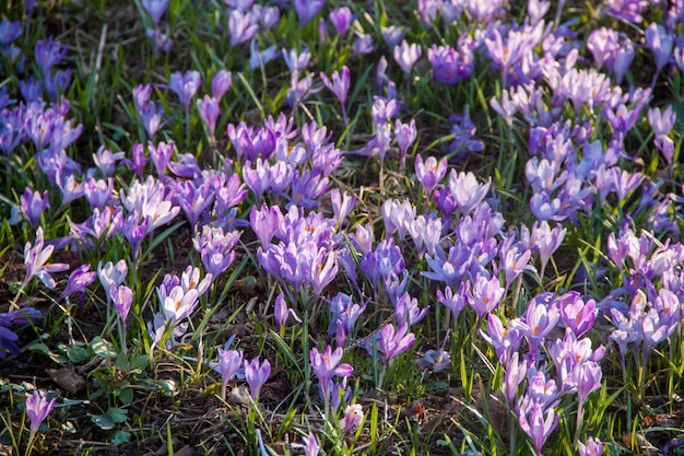 Spring purple snowdrops on green grass Spring texture Natural flowers