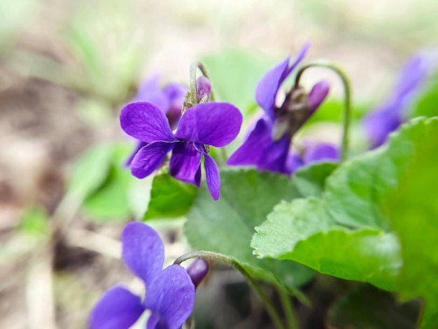 Photo spring purple violets growing in the garden