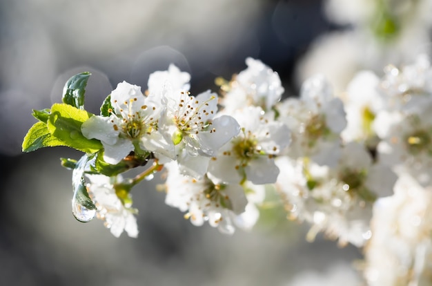 Spring rain in the garden. White flowers of cherry plum in the rain on a spring day. Soft focus and shallow DOF