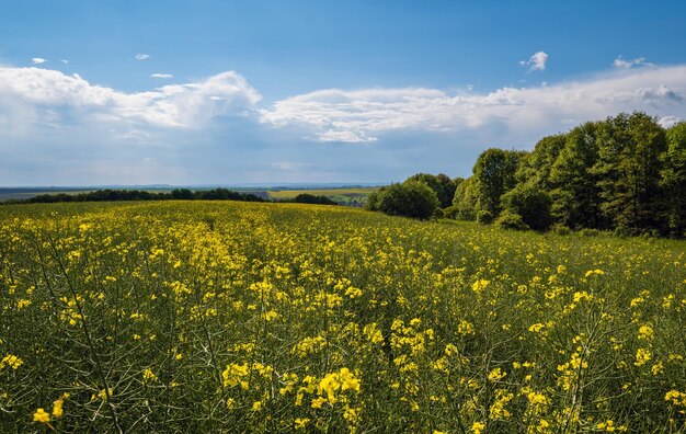 Spring rapeseed yellow blooming fields view blue sky with clouds in sunlight Natural seasonal good weather climate eco farming countryside beauty concept