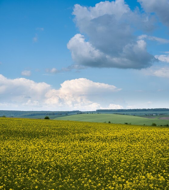 Spring rapeseed yellow blooming fields