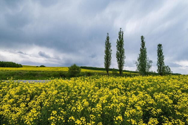 Spring rapeseed yellow blooming fields