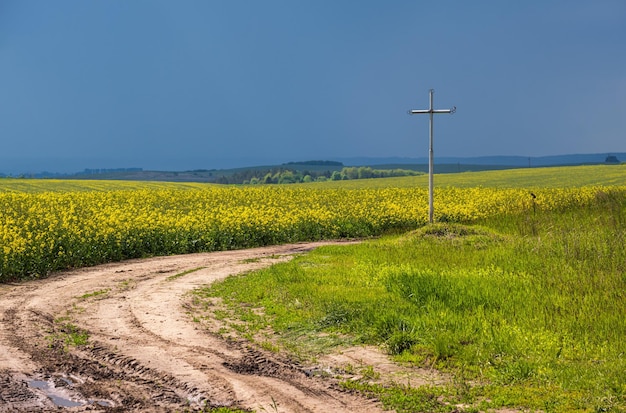 Spring rapeseed yellow blooming fields