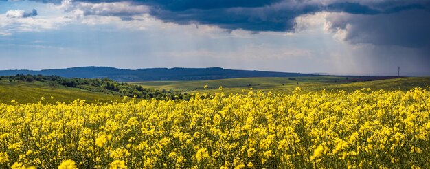 Spring rapeseed yellow blooming fields