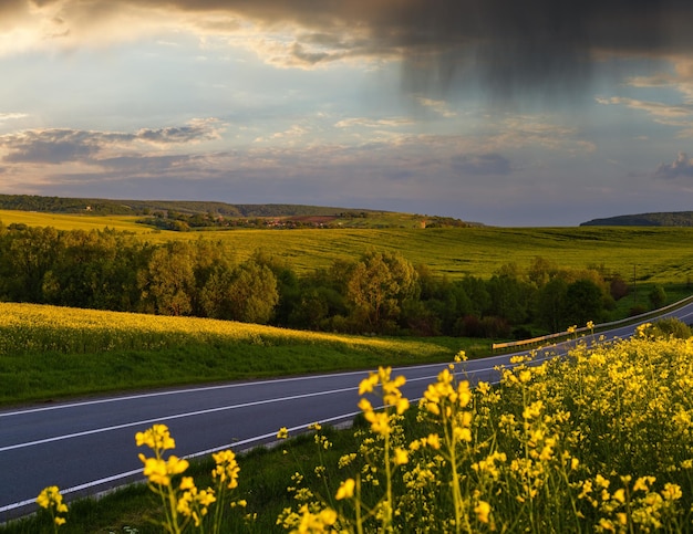 Spring rapeseed yellow blooming fields