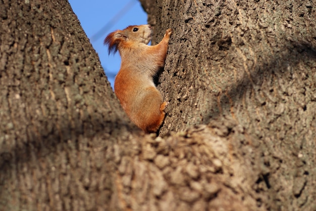 spring red squirrel on a tree