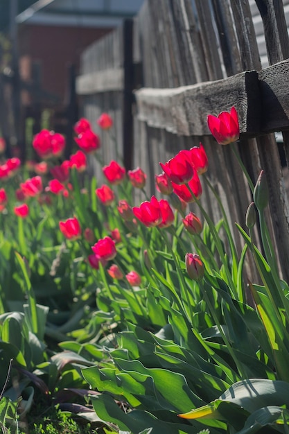 Spring red tulips on the background of the fence