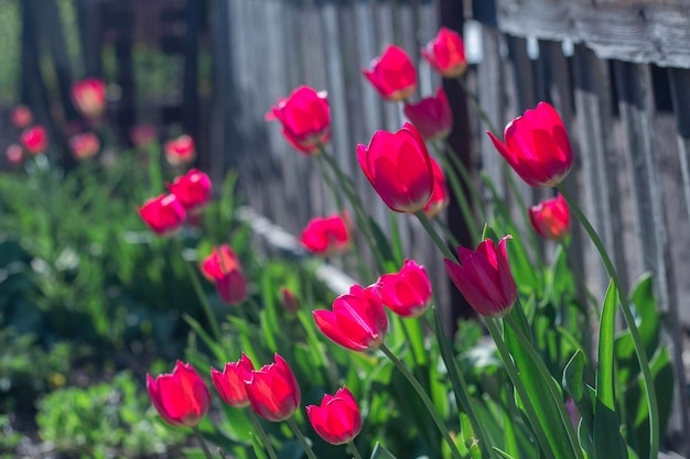 Spring red tulips on the background of the fence