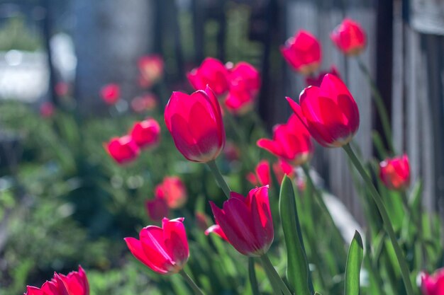 Spring red tulips on the background of the fence