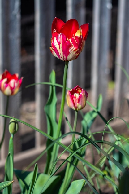 Spring red tulips on the background of the fence